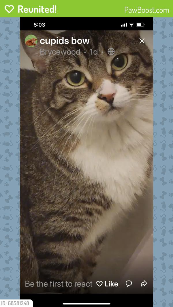 Reunited Male Cat last seen Brycewood on Falll Pass and Tisbury , San Antonio, TX 78251