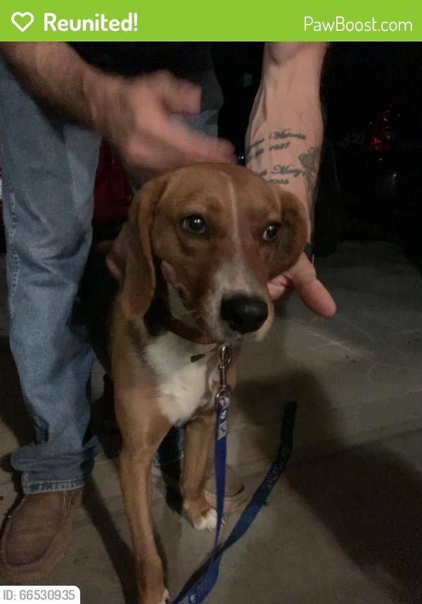 Reunited Female Dog last seen Gumbranch, Jacksonville, NC 28540