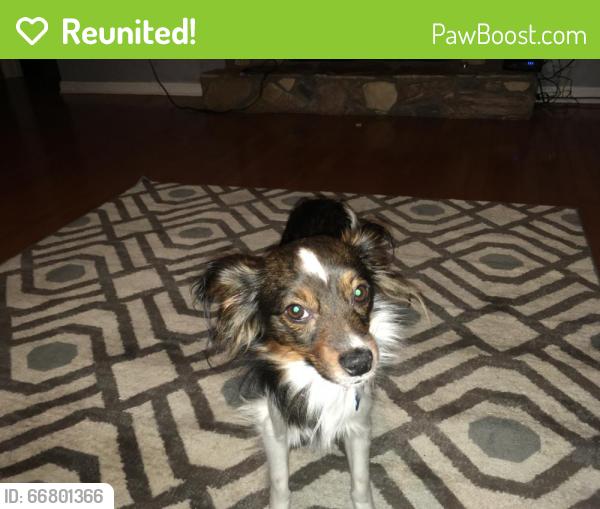 Reunited Male Dog last seen bluffton rd, Buford, GA 30519