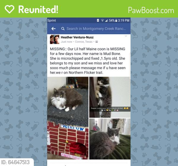 Reunited Female Cat last seen Near Bobolink Dr & Falling Timbers Dr, Conroe, TX 77385