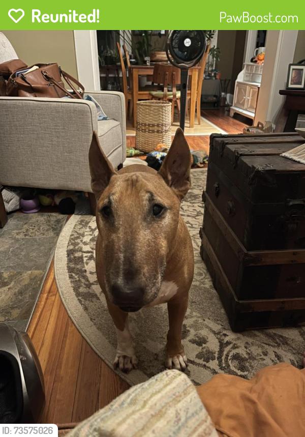 Reunited Male Dog last seen Hudson & N 4th, Columbus, OH 43202