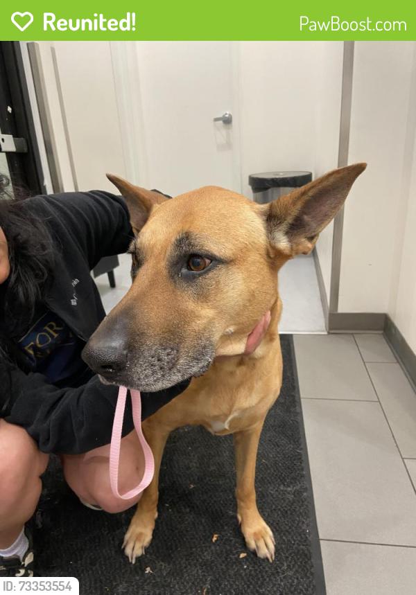 Reunited Female Dog last seen Mabel and 67th street oakland/berkeley, Berkeley, CA 94702