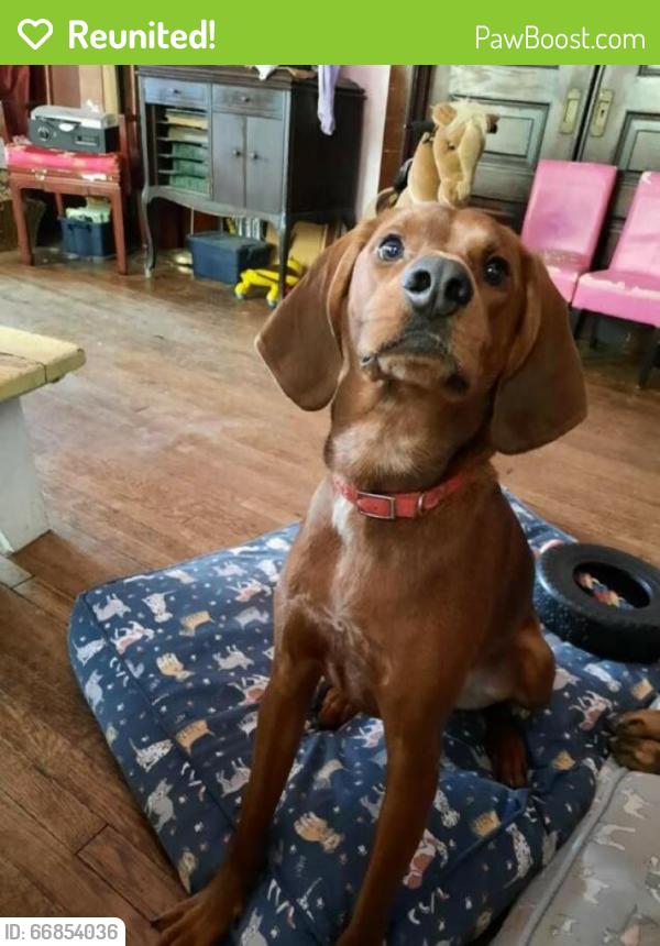 Reunited Male Dog last seen Fuller Ave, St Paul, MN, USA, Saint Paul, MN 55104