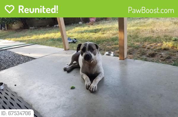Reunited Male Dog last seen Whittier and Gilbert, Hemet, CA 92543