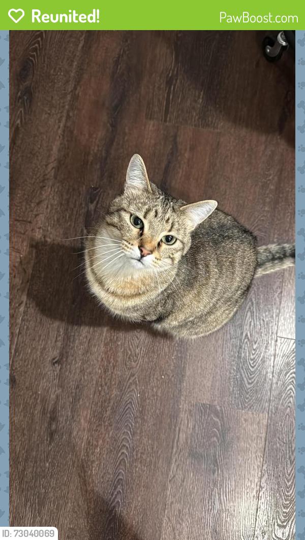 Reunited Male Cat last seen sagebrush st, royal pine st, brighton crossing, Brighton, CO 80601