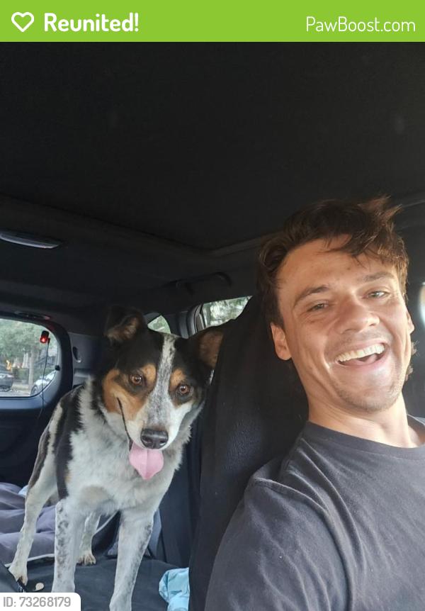 Reunited Male Dog last seen Shasta Daisy Drive, Brentwood, CA 94513