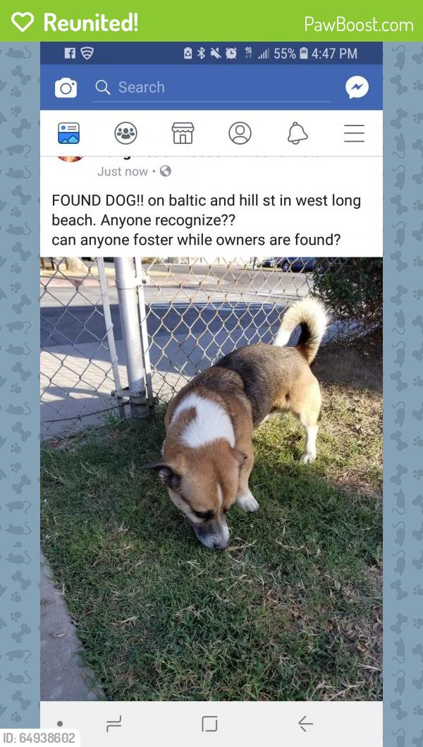 Reunited Male Dog last seen Near Baltic Avenue, Long Beach, CA, USA, Long Beach, CA 90810