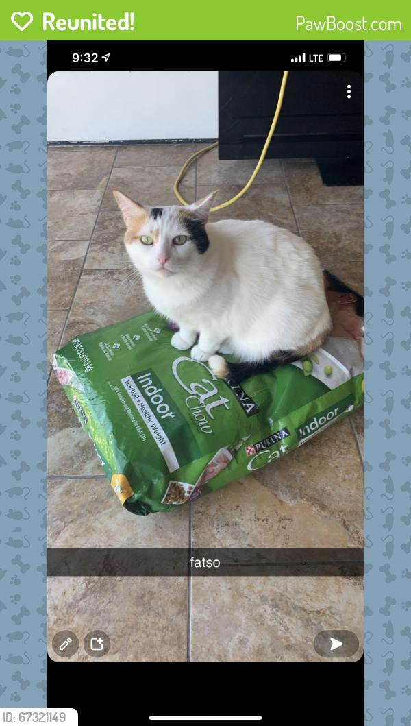 Reunited Female Cat last seen In between Schafer road, Alber road, and Ford road , Dearborn, MI 48126