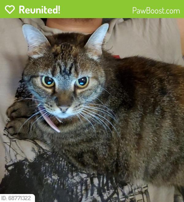 Reunited Female Cat last seen Jordan Dr. Fredericksburg VA 22408, Spotsylvania County, VA 22408