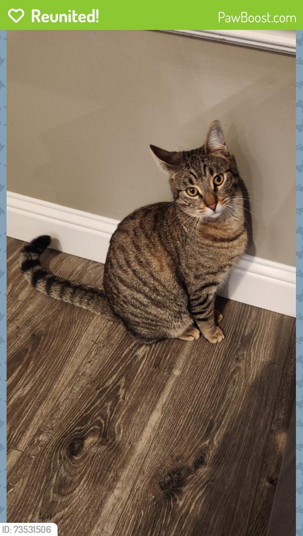 Reunited Male Cat last seen Granite Bay, CA, Granite Bay, CA 95746
