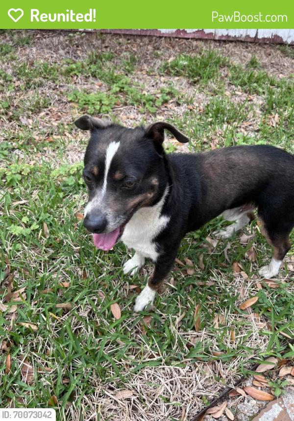 Reunited Male Dog last seen Blalock & Long Point, Houston, TX 77080