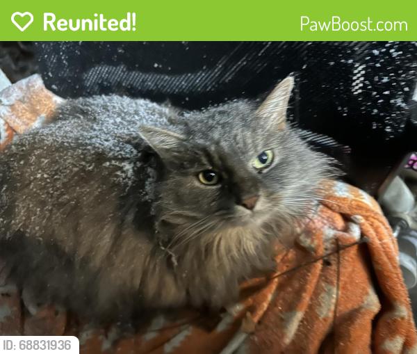 Reunited Female Cat last seen Wesselman and buffalo ridge, Cleves, OH 45002