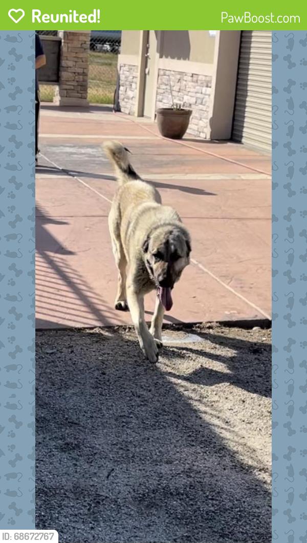 Reunited Male Dog last seen Six and chester, Bakersfield, CA 93301