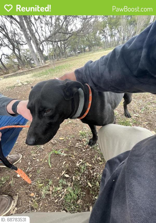 Reunited Female Dog last seen Travis at the lake apmts, Austin, TX 78726