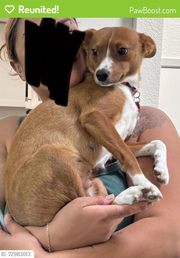 Reunited Female Dog last seen Franklin Blvd & Fruitridge Rd, Sacramento, CA 95820