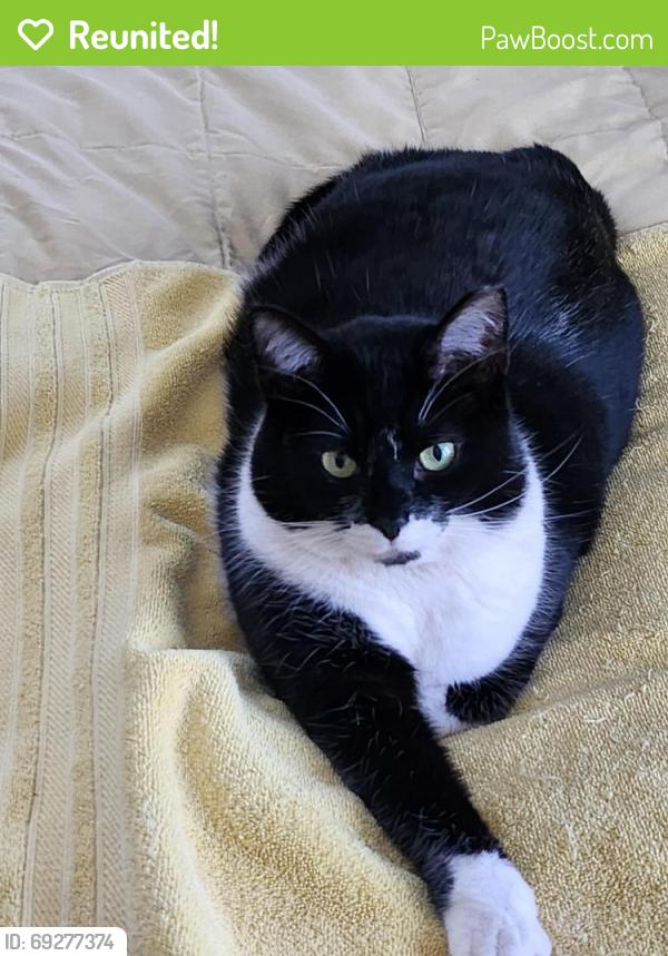 Reunited Female Cat last seen Navahoe and Slyvania, Cleveland Heights, OH 44121