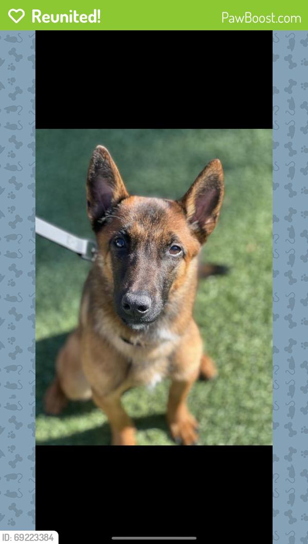 Reunited Female Dog last seen Tarzana, Los Angeles, CA, USA, Los Angeles, CA 91356