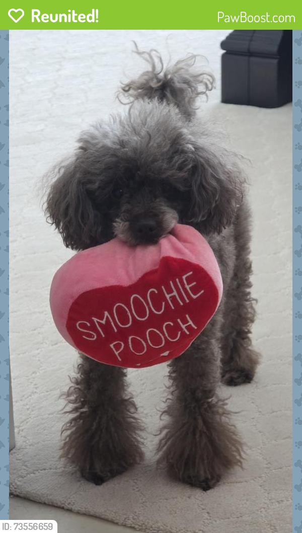 Reunited Male Dog last seen Near Tamarisk Street, Bellaire, Texas 77401, Bellaire, TX 77401