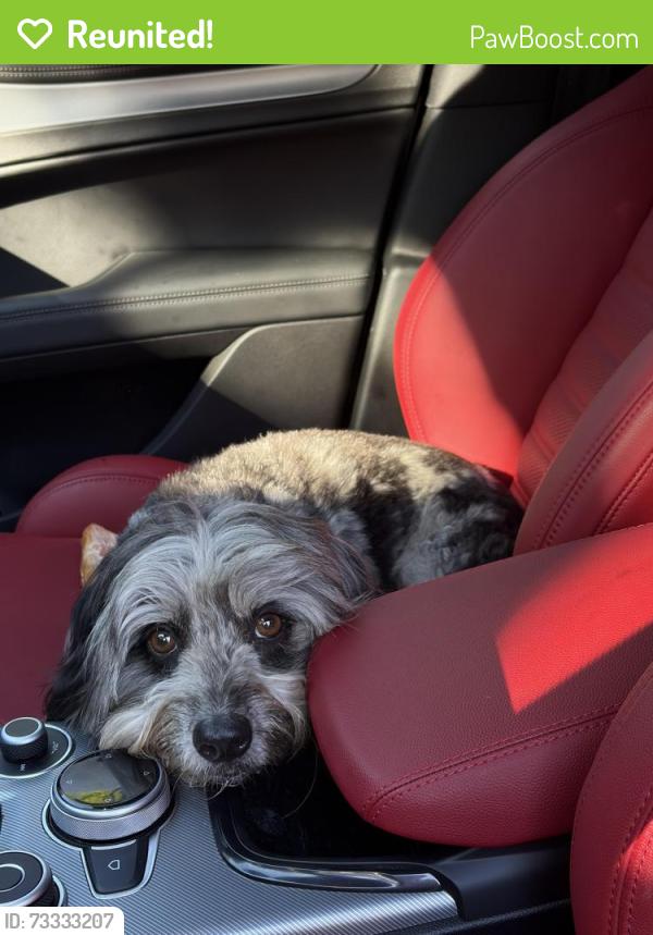 Reunited Female Dog last seen Ridge Parkway and Spring Glade Rd in Loveland, Loveland, CO 80538