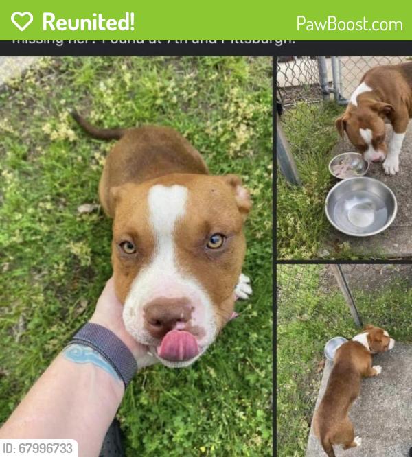 Reunited Female Dog last seen Marion and 7th, Tulsa, OK 74112