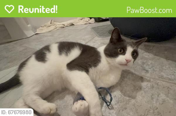 Reunited Male Cat last seen Off Skillman on Marshall Ave Petaluma, Petaluma, CA 94952