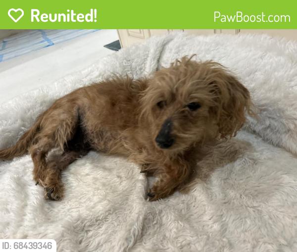 Reunited Male Dog last seen Ave W between 34th & 38th, Lubbock, TX 79410