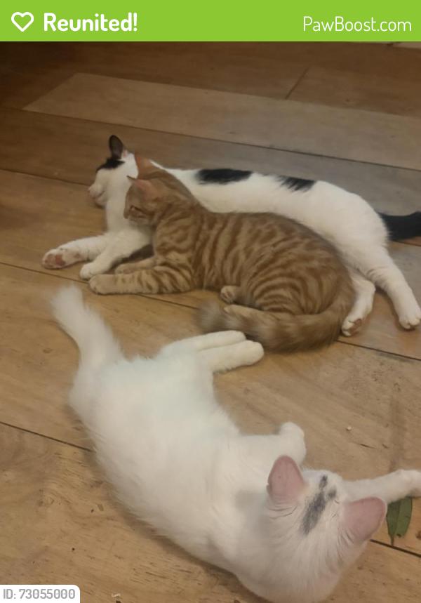 Reunited Male Cat last seen Alexandra palace , Greater London, England N10 3TD