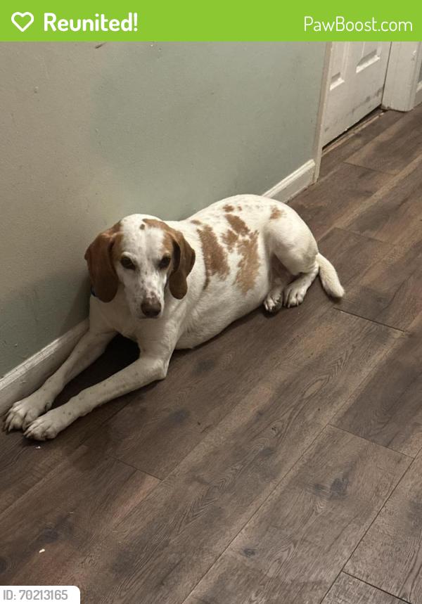 Reunited Male Dog last seen Jones Ferry Road and Abe Burnett Drive, River Road, NC 27889