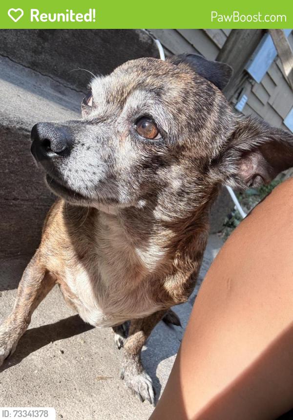 Reunited Male Dog last seen Garland ave and walnut st, Garland, TX 75042