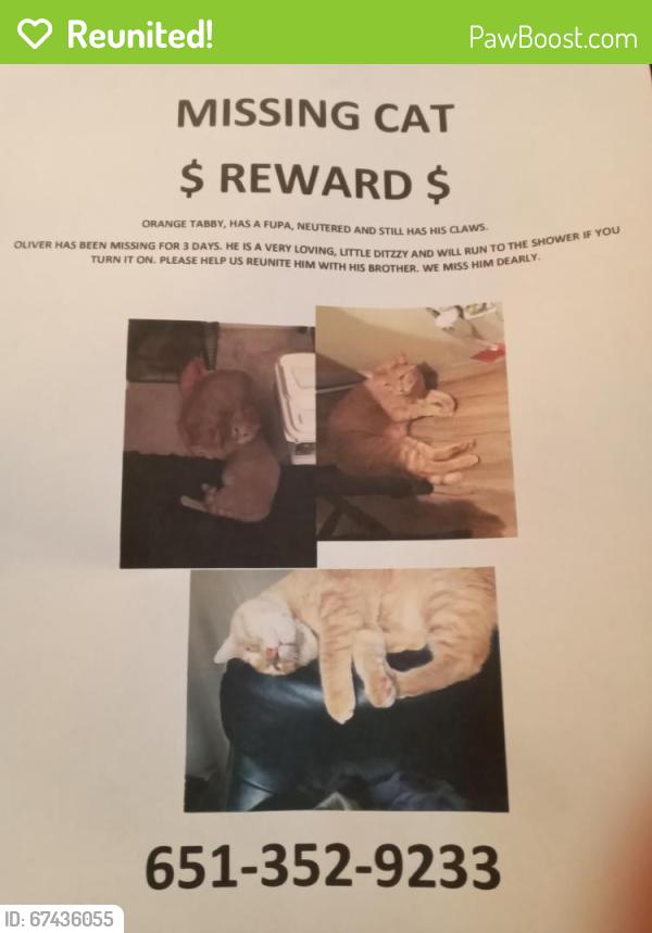 Reunited Male Cat last seen Beavercreak, Maplewood, MN 55119