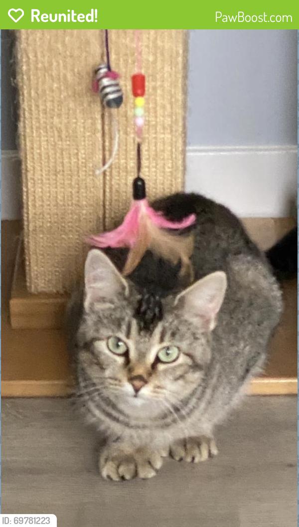 Reunited Female Cat last seen Station 49 on birchbay, Blaine, WA 98230