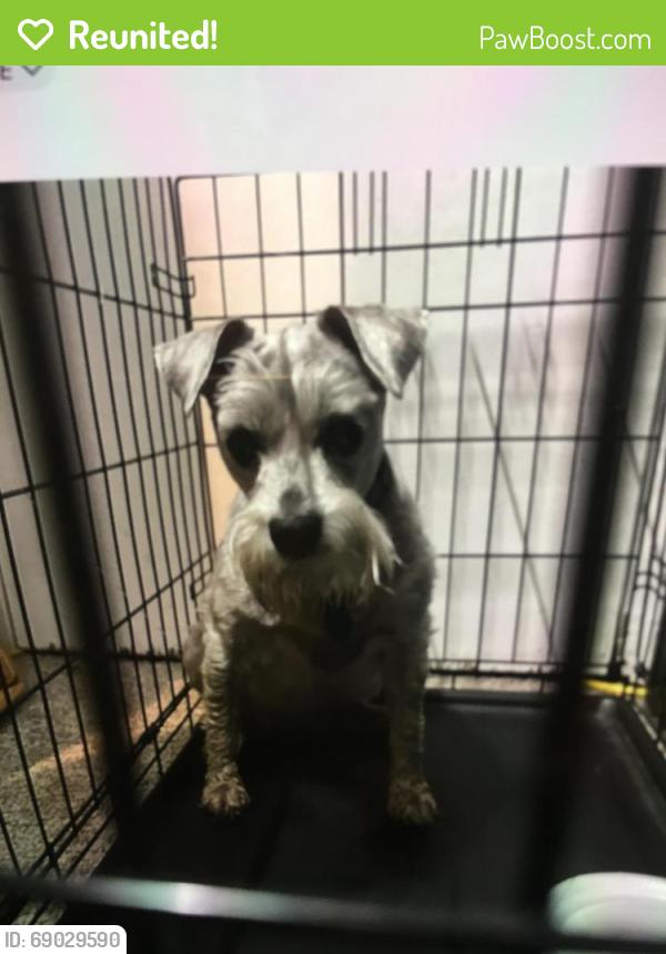 Reunited Female Dog last seen 48th and Giles, Bellevue, NE 68157