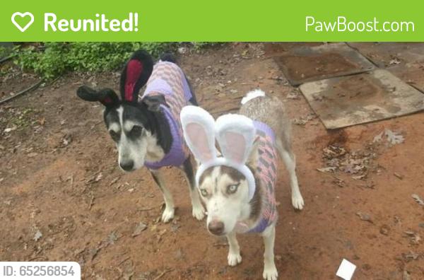 Reunited Female Dog last seen Near Walkup Rd, Waxhaw, NC 28173