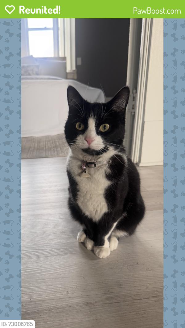 Reunited Female Cat last seen Golden dawn restaurant, Youngstown, OH 44505