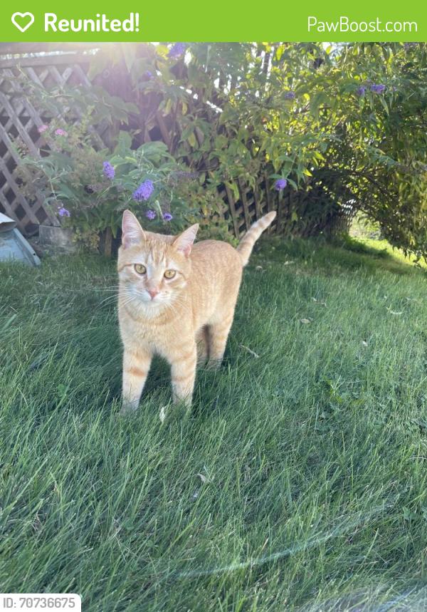 Reunited Male Cat last seen Black Forest Dr coplay pa, North Whitehall Township, PA 18037