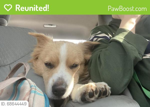 Reunited Male Dog last seen Near Groschke Rd, Houston, TX 77084, Houston, TX 77084
