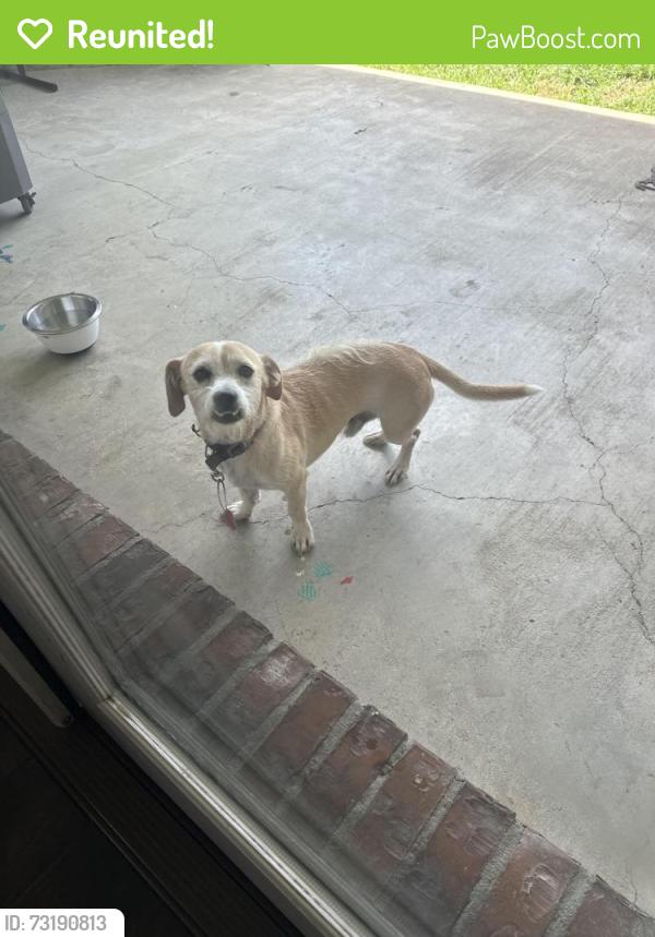 Reunited Male Dog last seen misty wind broussard, Broussard, LA 70518