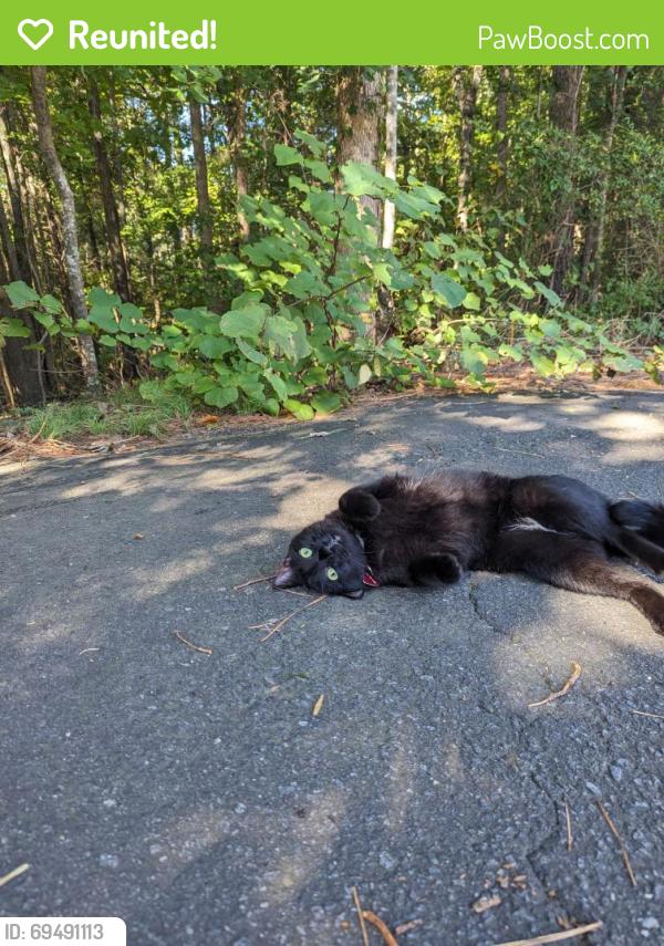 Reunited Unknown Cat last seen Ballantyne Commons, Charlotte, NC 28277