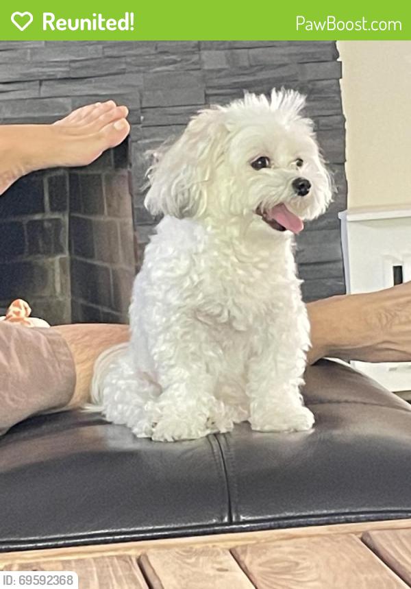 Reunited Female Dog last seen Vanzandt Ave , Queens, NY 11362
