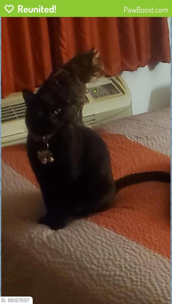 Reunited Male Cat last seen silver bend way auburn ca, Auburn, CA 95603