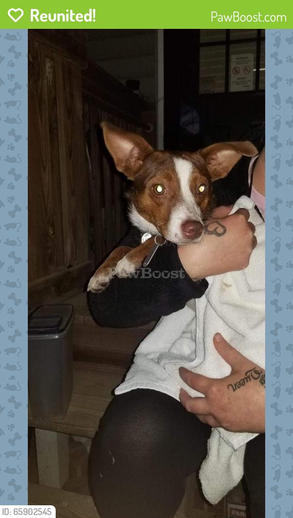 Reunited Female Dog last seen Birch wood road, Altamahaw, NC 27244