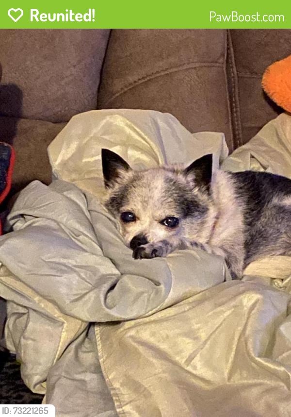 Reunited Female Dog last seen Near th ave and Barnes ln, Queens, NY 11368