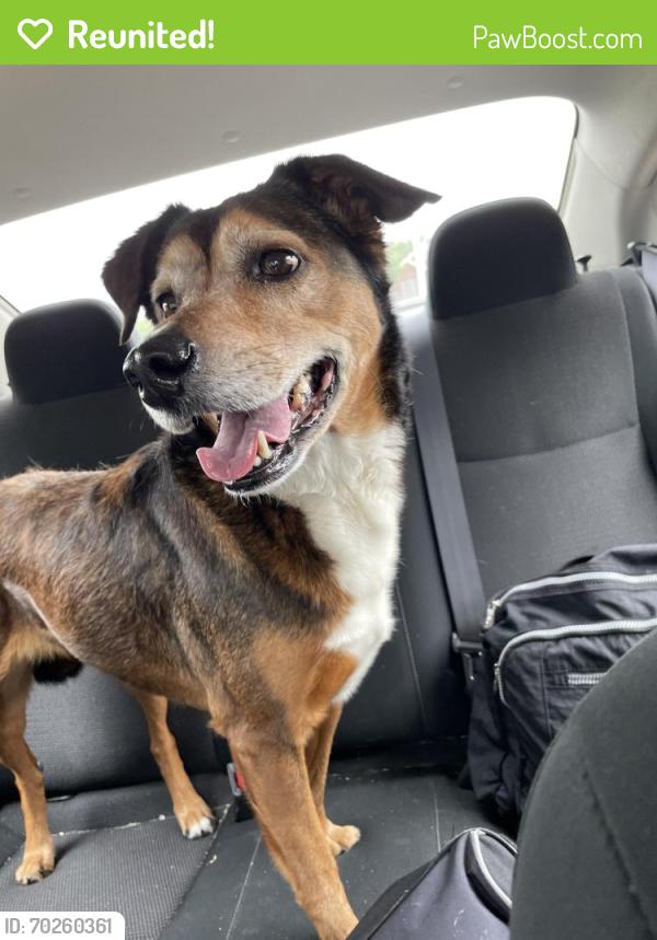 Reunited Female Dog last seen Bob Hanger St, Fort Worth, TX 76179, USA, Fort Worth, TX 76179