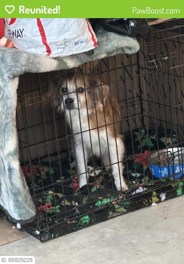 Reunited Female Dog last seen Smart n final, Merced, CA 95341