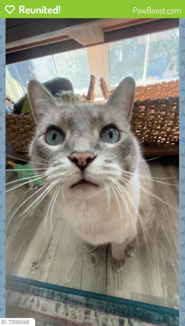 Reunited Male Cat last seen Around my hse?, Calgary, AB T2Z 0J8