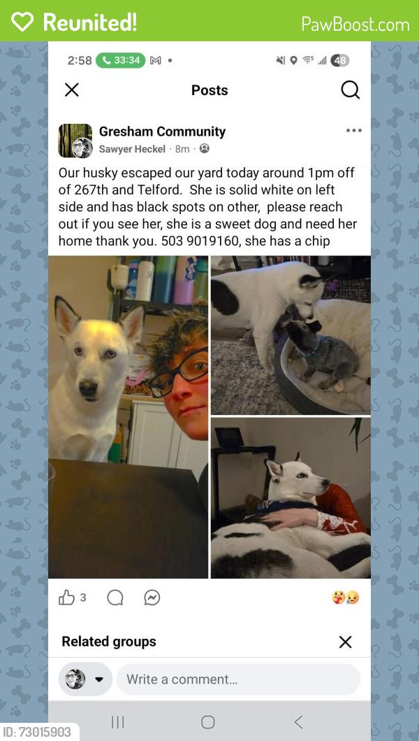 Reunited Female Dog last seen Telford rd, Gresham, OR 97080