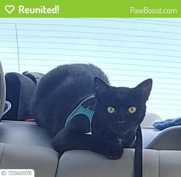 Reunited Male Cat last seen Robinson and Church St. Sheridan, IL, Sheridan, IL 60551