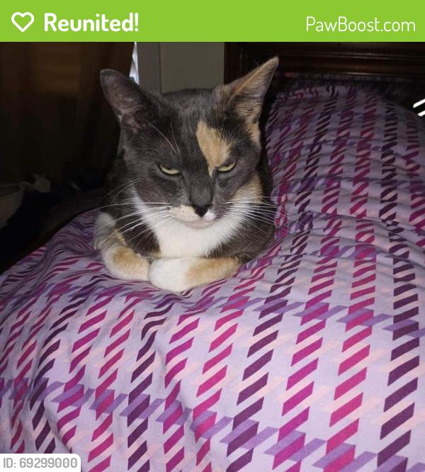 Reunited Female Cat last seen 12th st and laurel Ave pacific Grove, Pacific Grove, CA 93950