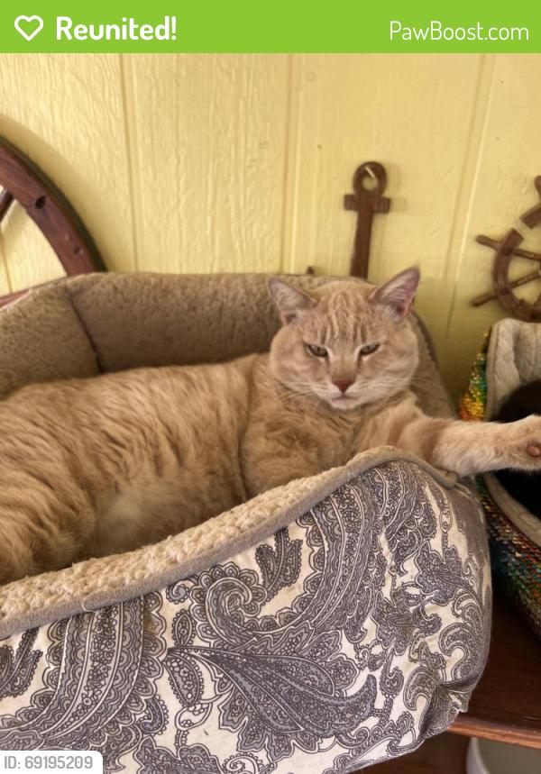 Reunited Male Cat last seen mead valley, Mead Valley, CA 92570