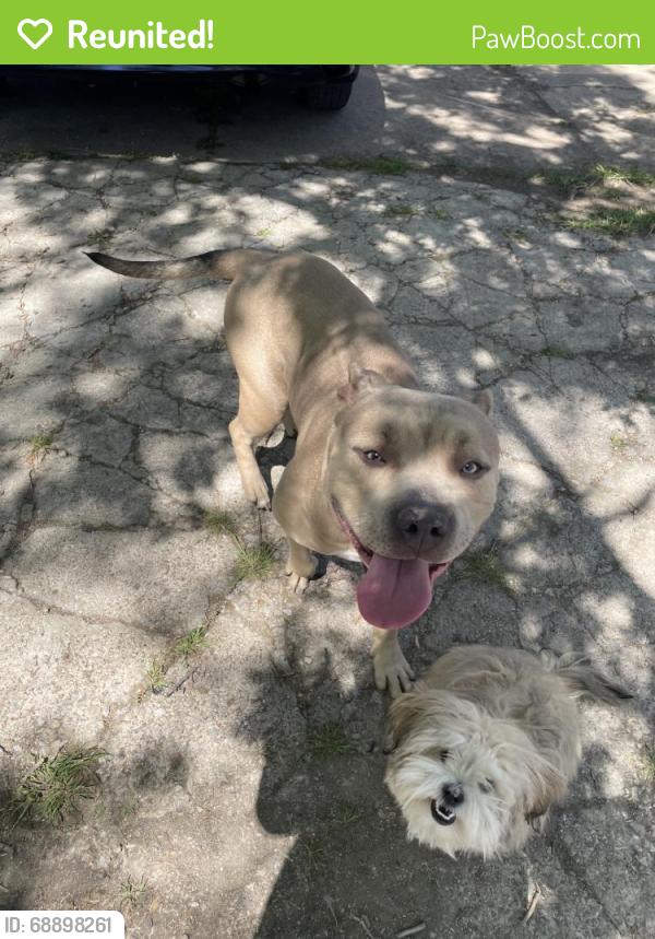 Reunited Female Dog last seen Livingston Ave, Fort Worth, TX 76110, USA, Fort Worth, TX 76110